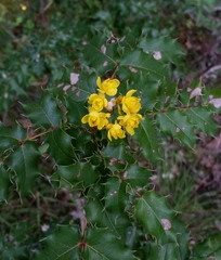 Berberis pinnata pinnata