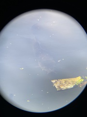 Cyprinus carpio carpio