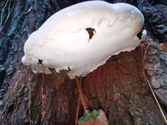 Ganoderma resinaceum