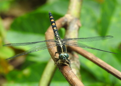 Onychothemis testacea