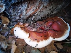 Ganoderma resinaceum