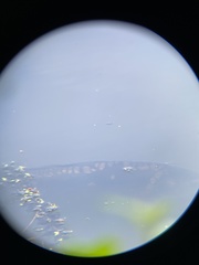 Cyprinus carpio carpio