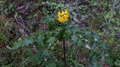 Berberis pinnata pinnata
