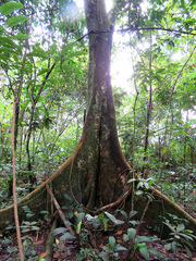 Ficus americana