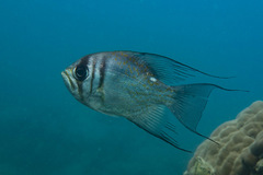 Threadfin Pearl-Perch photo 4