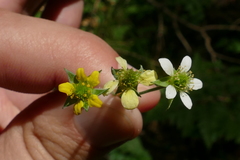 Geum × catlingii