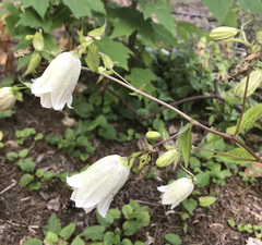 Campanula punctata