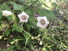 Campanula punctata