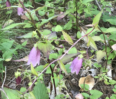 Campanula punctata