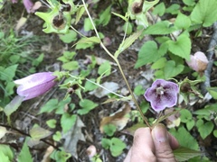 Campanula punctata