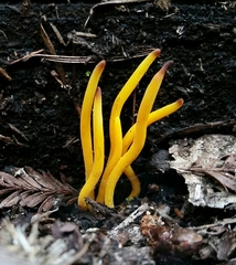 Clavulinopsis fusiformis image