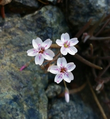 Claytonia exigua