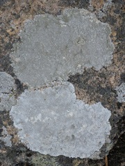 Pertusaria aspergilla