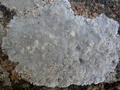Pertusaria aspergilla
