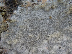 Pertusaria aspergilla