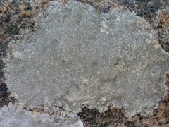 Pertusaria aspergilla