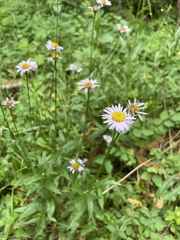 Erigeron aliceae