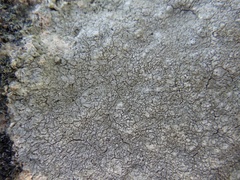 Pertusaria aspergilla