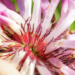 Trifolium pratense pratense