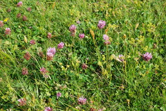 Trifolium pratense pratense