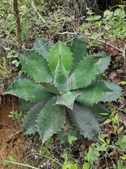 Agave nuusaviorum