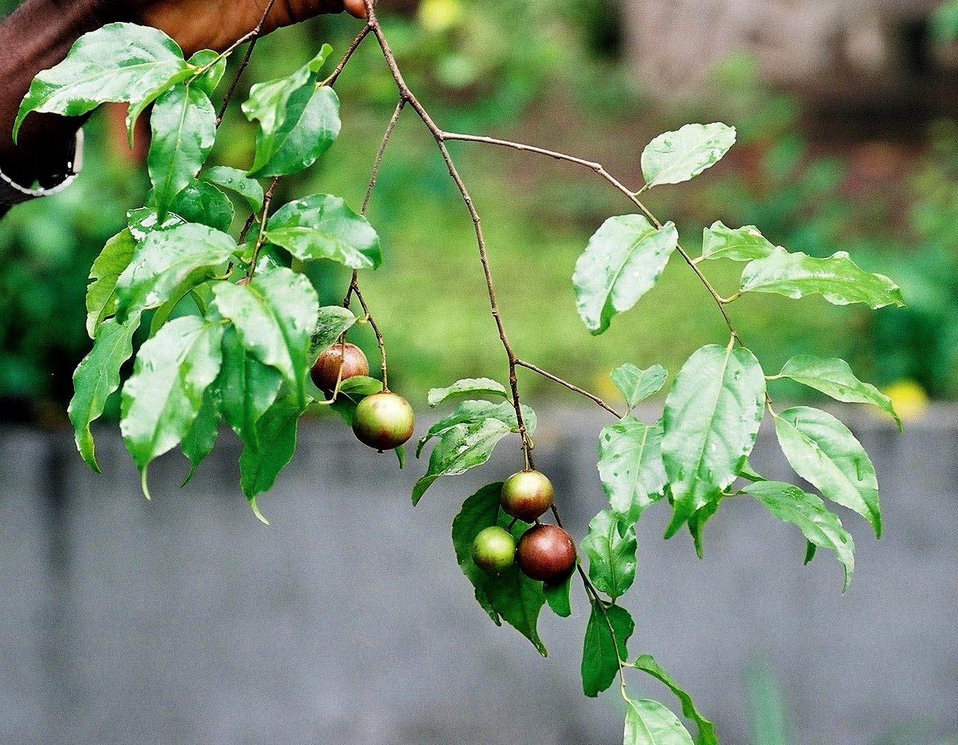 Flacourtia jangomas