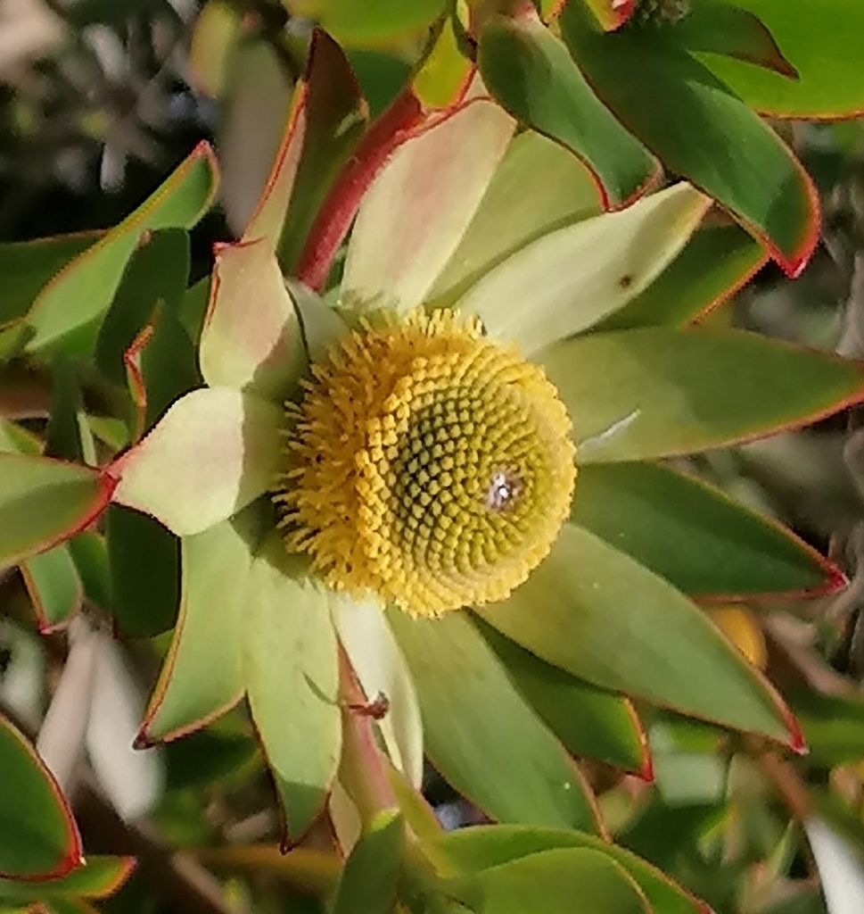 Conebush Hybrids