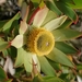 Leucadendron × hybridum - Photo 由 Marichen 所上傳的 (c) Marichen，保留部份權利CC BY-NC