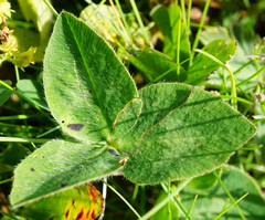 Trifolium pratense pratense