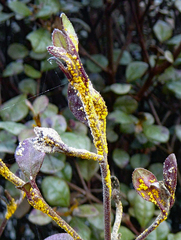 Austropuccinia psidii image