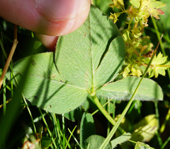 Trifolium pratense pratense