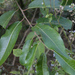 Salix tetrasperma - Photo (c) Tony Rodd, alguns direitos reservados (CC BY-NC-SA)