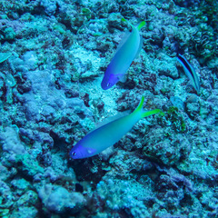 Hoplolatilus starcki