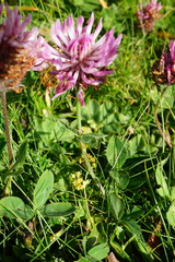 Trifolium pratense pratense