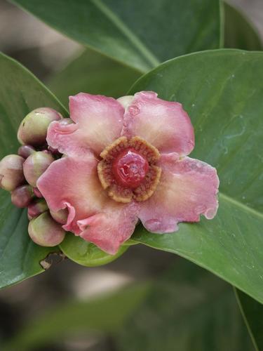 Button mangosteen (Garcinia prainiana)