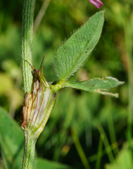 Trifolium pratense pratense
