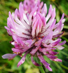 Trifolium pratense pratense