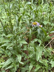 Erigeron aliceae