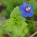 Blue Scarlet Pimpernel - Photo (c) passiflora4, some rights reserved (CC BY-NC), uploaded by passiflora4