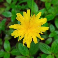 Hypochaeris radicata