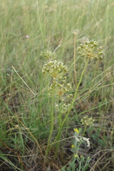 Allium flavescens