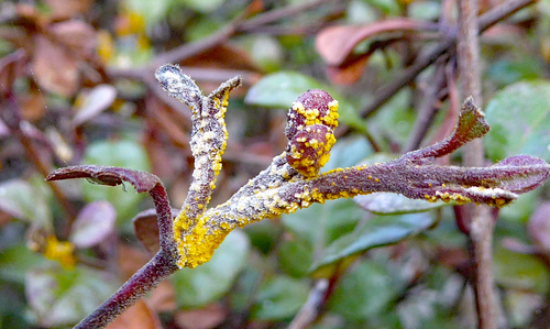 Sphaerophragmiaceae image
