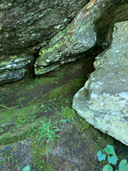 Asplenium trichomanes trichomanes