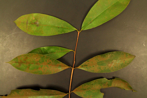Gerongong (Cratoxylum arborescens)