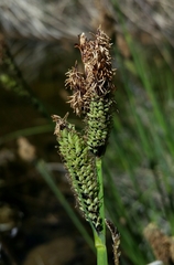 Carex nudata