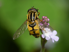 Helophilus pendulus