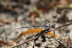 Argia moesta