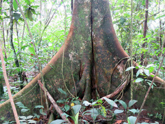 Ficus americana