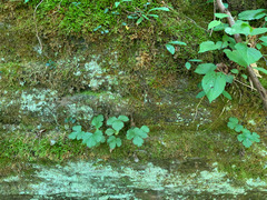 Waldsteinia lobata
