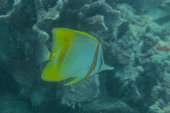 Chelmon marginalis